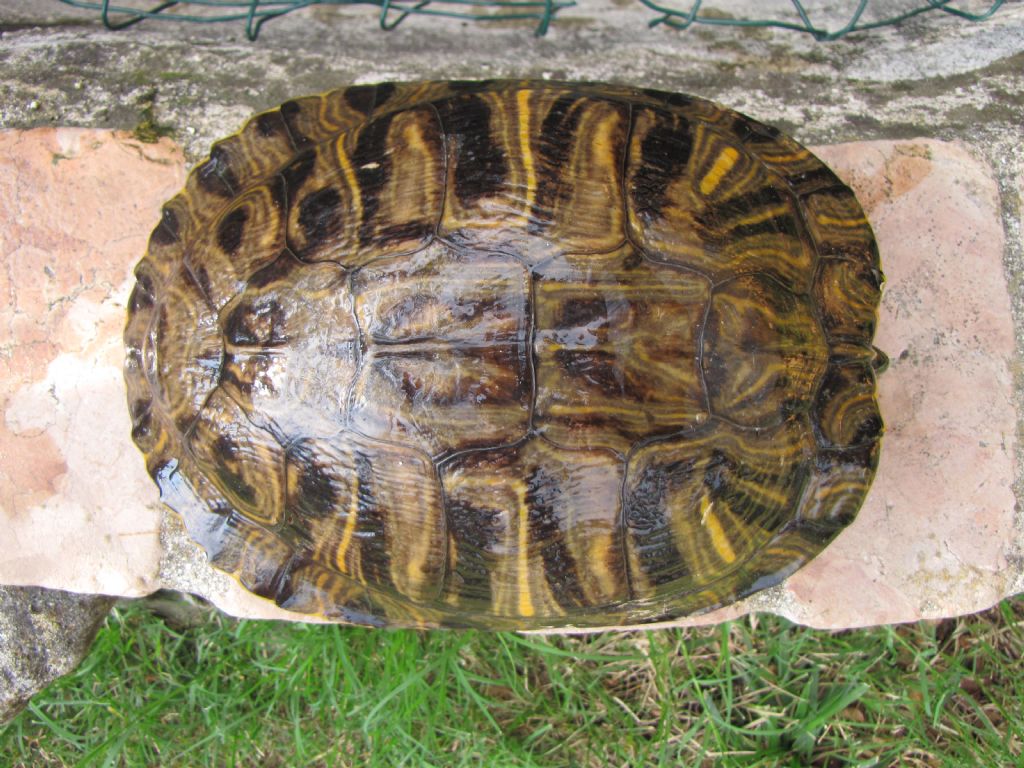 Trachemis sp.
